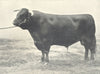 CATTLE. Welsh Bull 
