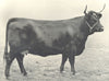 CATTLE. Welsh Cow 