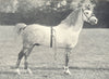 HORSES. Welsh Pony Stallion-