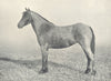 HORSES. Welsh Pony Mare-