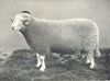 SHEEP. Welsh Mountain Ram first at RASE. show, 1910 1912 old antique print