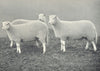 SHEEP. Welsh Mountain Yearling Ewes first at RASE show, 1910 1912 old print