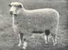 SHEEP. Wensleydale Two-Shear Ram-