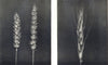 WHEAT.Cmn Wheat(Triticum vulgare,VIII);Polish Wheat(Triticum Polonicum,L) 1912