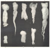 WOOL. Staples of Different classes of wool; Cloths made from wool 1912 print
