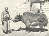 MAMMALS. Yak 1912 old antique vintage print picture