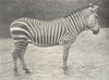 ZEBRAS. Mountain Zebra 1912 old antique vintage print picture
