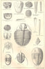 BRITISH FOSSILS. Ordovician. STANFORD 1880 old antique vintage print picture