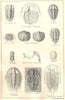 BRITISH FOSSILS. Cambrian. STANFORD 1880 old antique vintage print picture
