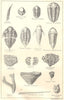BRITISH FOSSILS. Silurian. STANFORD 1880 old antique vintage print picture