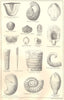 BRITISH FOSSILS. Silurian. Molluscs. STANFORD 1880 old antique print picture