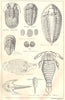 BRITISH FOSSILS. Devonian & Old Red Sandstone. STANFORD 1880 antique print