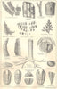 BRITISH FOSSILS. Carboniferous. STANFORD 1880 old antique print picture