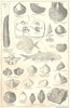 BRITISH FOSSILS. Triassic & Permian Magnesian Limestone. Molluscs. STANFORD 1880