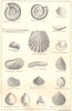 BRITISH FOSSILS.Lower Oolitic Inferior Oolite.Molluscs.Ammonites.STANFORD 1880