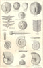 BRITISH FOSSILS.Lower Oolitic Liassic Upper Middle Lias.Molluscs.STANFORD 1880