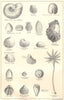 BRITISH FOSSILS.Lower Oolitic Forest Marble Bradford Clay.Molluscs.STANFORD 1880