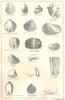 BRITISH FOSSILS. Lower Oolitic, Great Oolite, Stonesfield Slate. STANFORD 1880