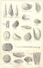 BRITISH FOSSILS. Middle Oolitic Corallian. Molluscs. STANFORD 1880 old print