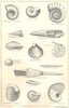 BRITISH FOSSILS.Middle Oolitic Oxford Clay Kellaways Beds.Molluscs.STANFORD 1880