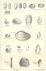 BRITISH FOSSILS. Wealden – Purbeck. Molluscs. STANFORD 1880 old antique print