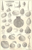 BRITISH FOSSILS. Upper Cretaceous Upper Greensand Gault. Molluscs. STANFORD 1880