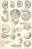 BRITISH FOSSILS. Lower Cretaceous Greensand. Molluscs. Ammonites. STANFORD 1880
