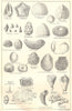 BRITISH FOSSILS. Upper Cretaceous Chalk. Molluscs. STANFORD 1880 old print