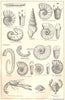 BRITISH FOSSILS. Upper Cretaceous Upper Greensand Gault. Molluscs. STANFORD 1880