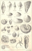 BRITISH FOSSILS. Lower Eocene, London Clay. Molluscs. STANFORD 1880 old print