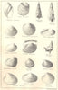 BRITISH FOSSILS.Lower Eocene,Woolwich Reading Thanet Beds.Molluscs.STANFORD 1880