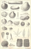 BRITISH FOSSILS. Upper Eocene, Barton, Bracklesham & Bagshot Beds. STANFORD 1880