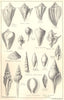 BRITISH FOSSILS. Upper Eocene, Barton, Bracklesham & Bagshot Beds. STANFORD 1880