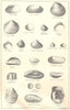 BRITISH FOSSILS. Oligocene. Molluscs. STANFORD 1880 old antique print picture