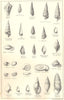 BRITISH FOSSILS. Oligocene. Molluscs. STANFORD 1880 old antique print picture