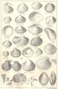 BRITISH FOSSILS. Pliocene, Norwich, Red, Coralline Crag. Molluscs. STANFORD 1880