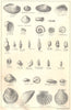 BRITISH FOSSILS. Pleistocene. Molluscs. STANFORD 1880 old antique print