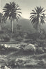 CHILE. Ocoa. Palmera chilena – Jubaea spectabilis. Chilean Palm. 1932 print