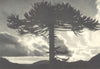 CHILE. Tolhuaca. Araucaria imbricata. 1932 old vintage print picture