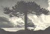 CHILE. Tolhuaca. Araucaria imbricata. 1932 old vintage print picture