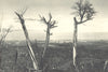 CHILEAN PATAGONIA. Magallanes. 1932 old vintage print picture