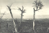 CHILEAN PATAGONIA. Magallanes. 1932 old vintage print picture