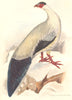 INDIAN GAME BIRDS. White Eared-Pheasant (Crossoptilon Tibetanum). FINN 1915