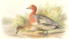 INDIAN GAME BIRDS. Pink Headed Duck (Mareca Penelope). Chromolitho. FINN 1915