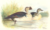 INDIAN GAME BIRDS. Comb Duck (Sarkidiornis Melanotus). Chromolitho. FINN 1915