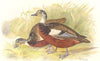 INDIAN GAME BIRDS. White-Winged Wood-Duck (Casarca Leucoptera). FINN 1915