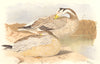 INDIAN GAME BIRDS. Bar-Headed Goose (Anser Indicus). Chromolithograph. FINN 1915