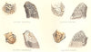 INDIAN SNIPES WINGS & TAILS. Wood Eastern Solitary Fantail Pintail. FINN 1915