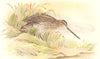 INDIAN GAME BIRDS. Wood-Snipe (Gallinago Nemoricola). Chromolitho. FINN 1915