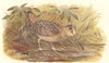 INDIAN GAME BIRDS. Woodcock (Scalopax Rusticola). Chromolithograph. FINN 1915